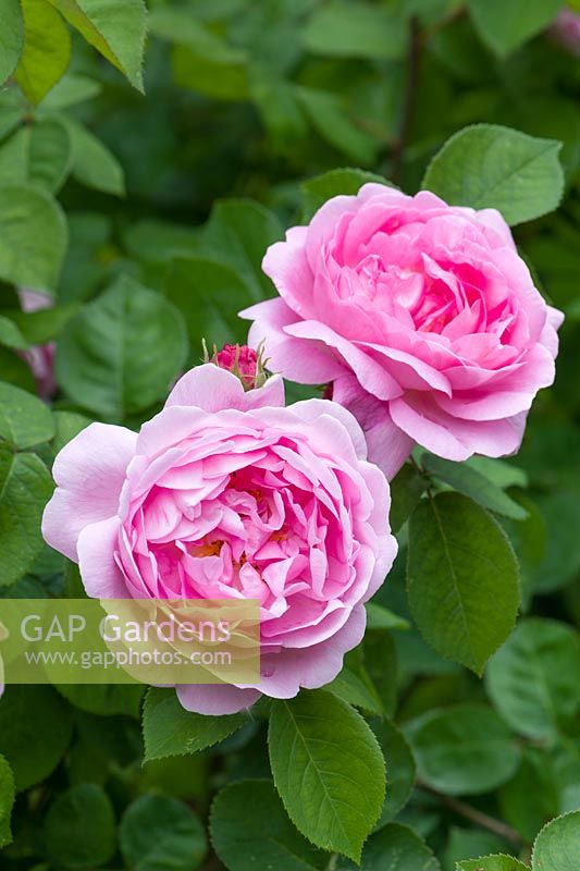 Rosa 'Constance Spry' - English Shrub Rose
