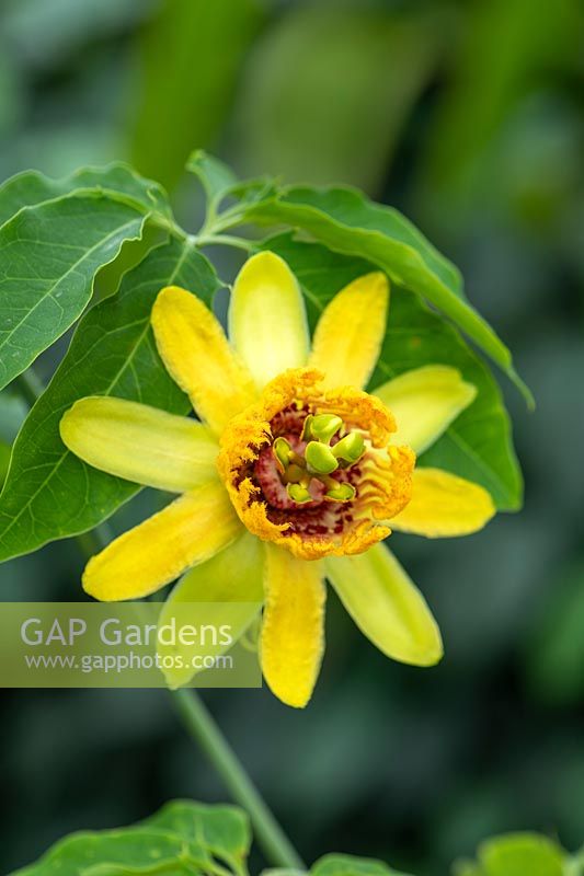 Passiflora cirrhiflora - Passion flower 