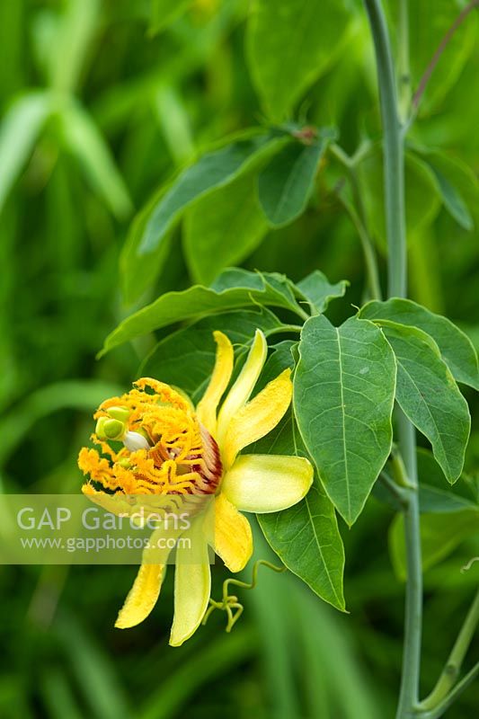 Passiflora cirrhiflora - Passionflower