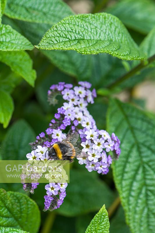 Bee on Heliotropium arborescens 'Chatsworth' - Heliotrope 'Chatsworth'
