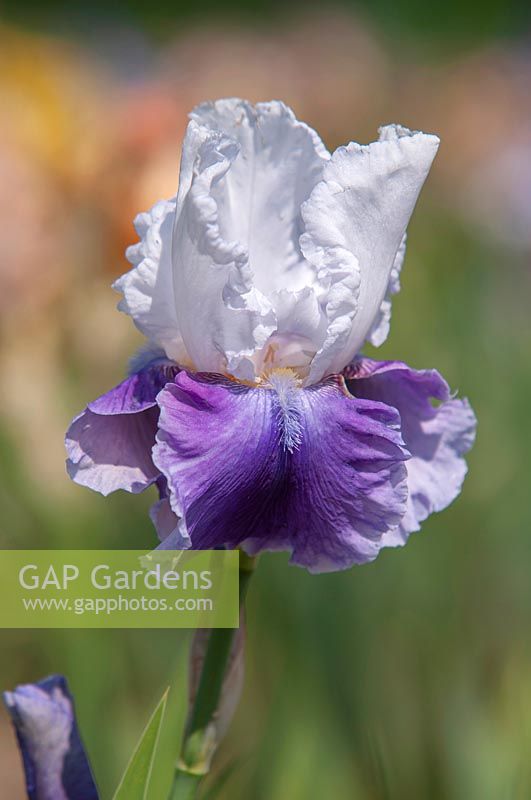 Tall Bearded Iris 'Margarita' 