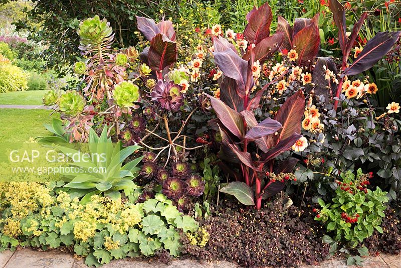 Border of vividly coloured perennials including Agave attenuata, Canna 'Durban', Dahlia 'Moonfire', Alchemilla mollis,  aeonium and Crocosmia 'Lucifer'