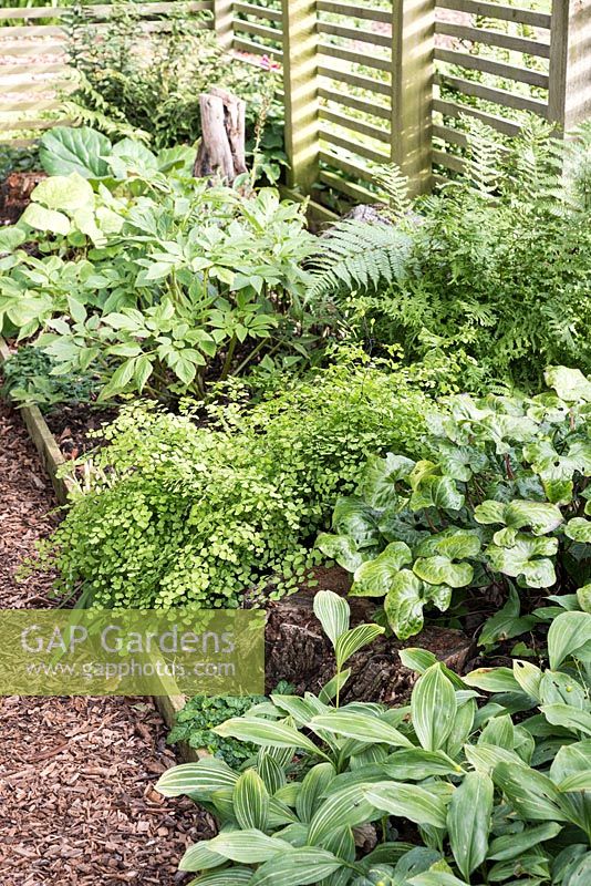 Border in the Shade House at Bourton House, planted with shade-loving plants such as ferns, Convallaria majalis 'Albostriata' and asarum.