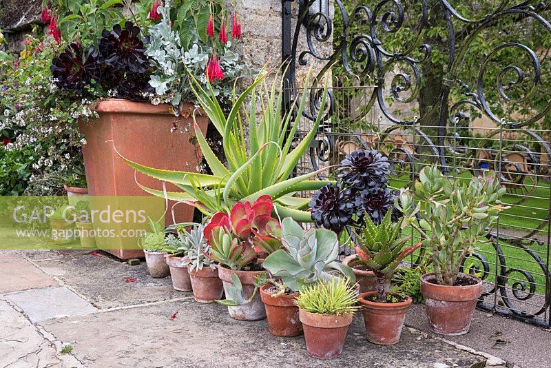 Pots of succulents beside a container planted with Aeonium 'Zwartkop', Pelargonium australe and Fuchsia corymbifolia 
