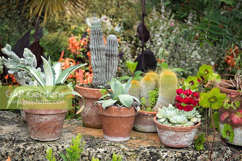 Terracotta pots of cacti and succulents on a wall 