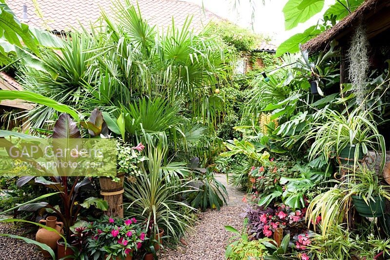 Pots of Tradescantia 'Blushing Bride', impatiens, Ensete ventricosum 'Maurelii', cordyline and bromeliads surrounded by trachycarpus leaves. On the left plants smother the Jungle Hut, including spider plants, begonias, Monstera deliciosa, Tillandsia usneoides and staghorn ferns, Platycerium bifurcatum.