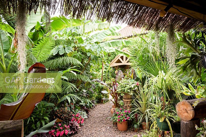 A gravel path framed by plants including impatiens, begonias, Tradescantia 'Blushing Bride', Musa basjoo, Tetrapanax papyrifer 'Rex' and bromeliads leading to the front door Oak Barn, viewed from the Jungle Hut.