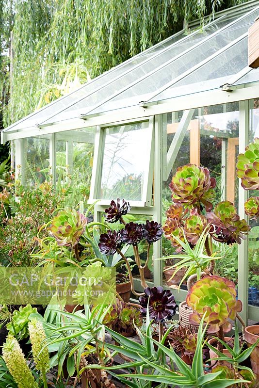 Aeoniums including 'Voodoo' and 'Zwartkop' with eucomis and other exotics outside the greenhouse