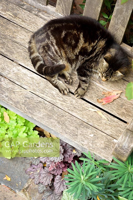 Cat on a bench underplanted with colourful heuchera 