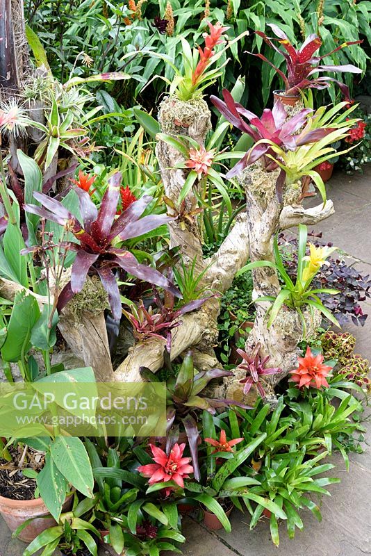 Drift wood branches decorated with bromeliads and tillandsias below a jelly palm, Butia capitata