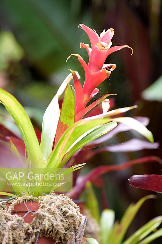 Bromeliads including vrieseas, guzmanias and neoregelias are displayed attached to a driftwood tree in the garden 