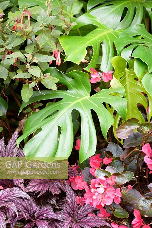 Monstera deliciosa, the cheese plant, surrounded by begonias 
