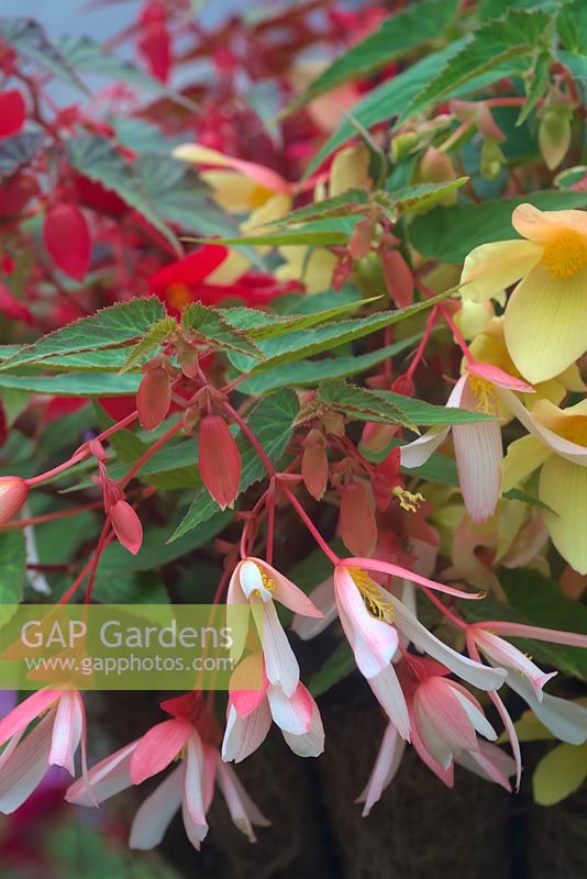 Begonia 'Million Kisses Amour' red, 'Million Kisses Elegance' white, blushed soft pink and 'Million Kisses Honeymoon' lemon yellow in a hanging basket