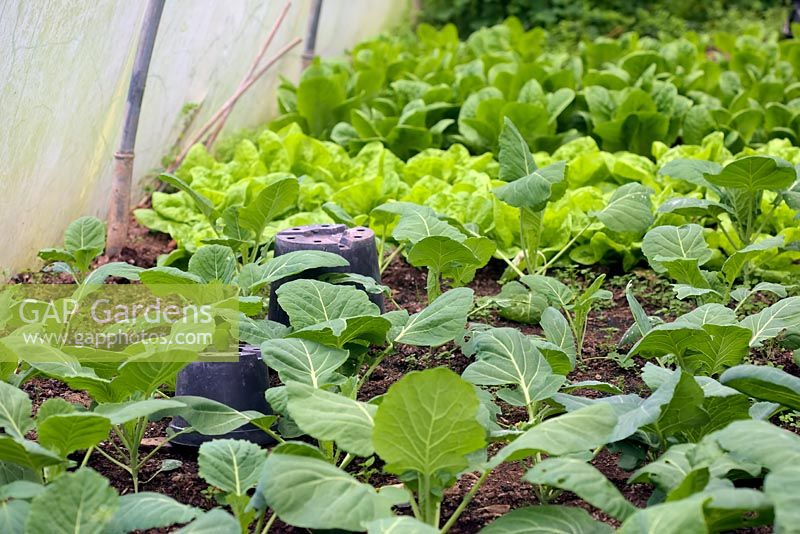 Winter salad and green vegetables growing in a polytunnel -  -Brassica oleracea 'Winter Green' with upturned pots protecting mouse traps from bird access.