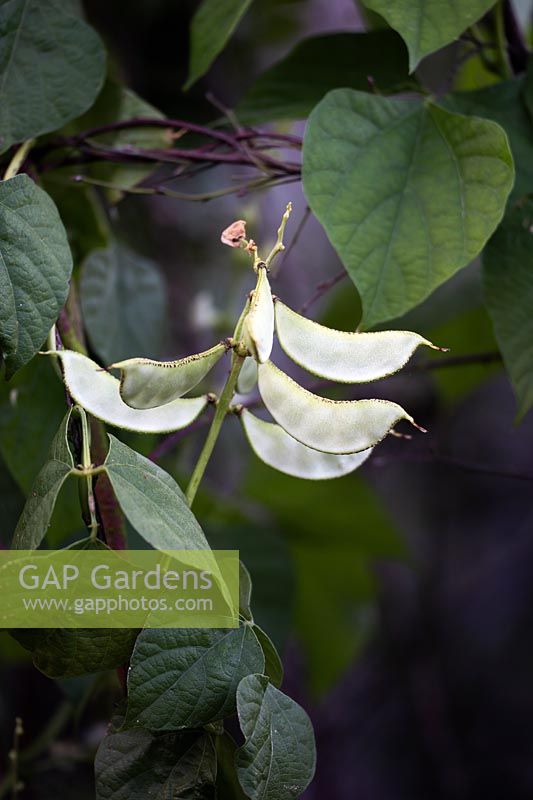 Dolichos lablab 'Alba' - Hyacinth Bean - white seedpods