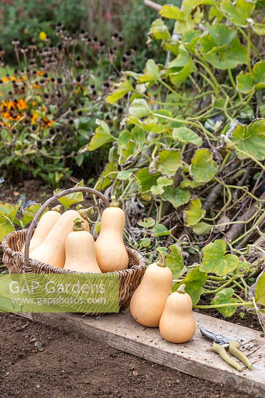 Basket of harvested Butternut Squash 'Hunter' in front of hazel pole growing support
