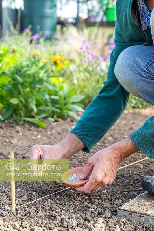 Woman sowing Lettuce seeds into a furrow in a prepared seedbed