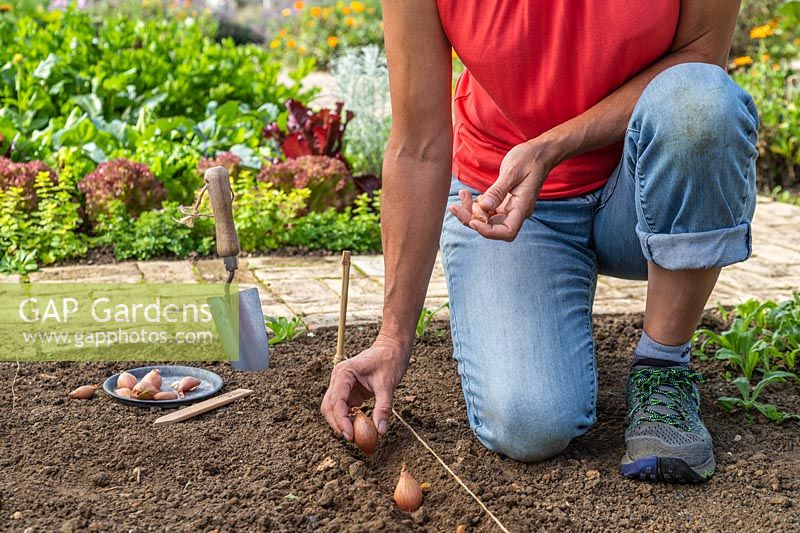 Woman planting Shallot sets into channel in a prepared bed 