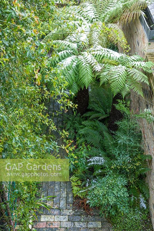 Walled town garden with snow, Dicksonia - Tree Fern - in sheltered side return with other greenery 