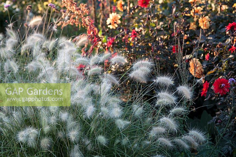 Pennisetum villosum with Dahlias 'David Howard' and 'Bishop of LLandaff' in the background