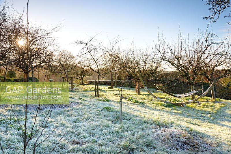 Orchard on a frosty morning 