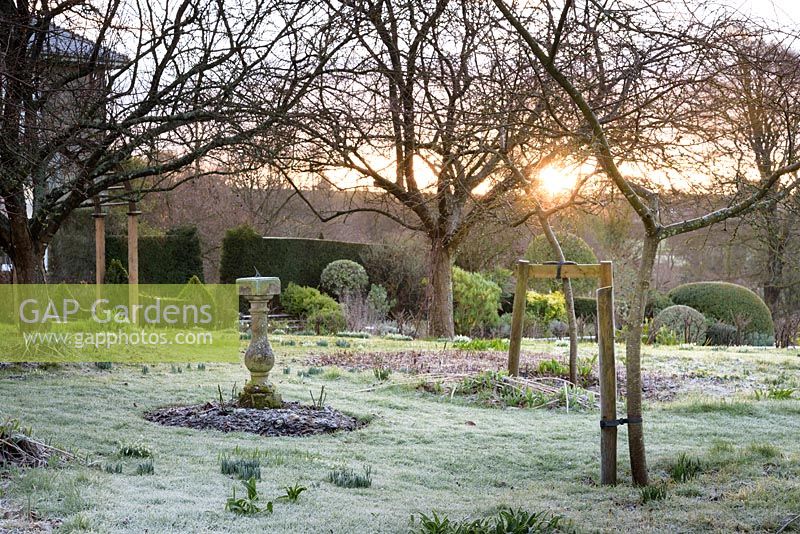 A frosty orchard 