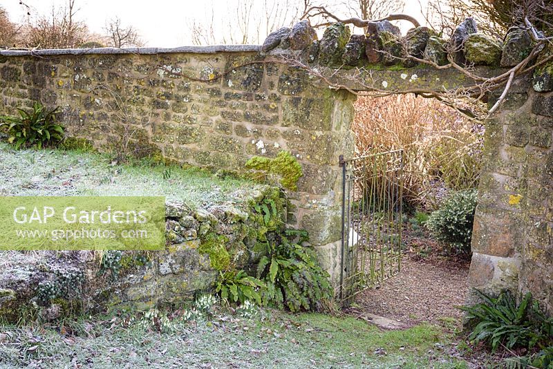 View of ferns and snowdrops flowering at base of wall at the base of a wall by metal gate and gateway. 