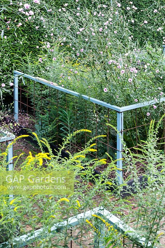 Railings of mild steel surrounding beds of Althea cannabina and Solidago rugosa 'Fireworks' 