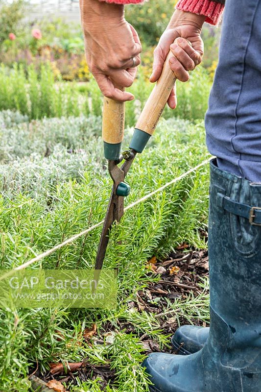 Woman using shears to cut the side of Rosemary hedge using string as guide. 