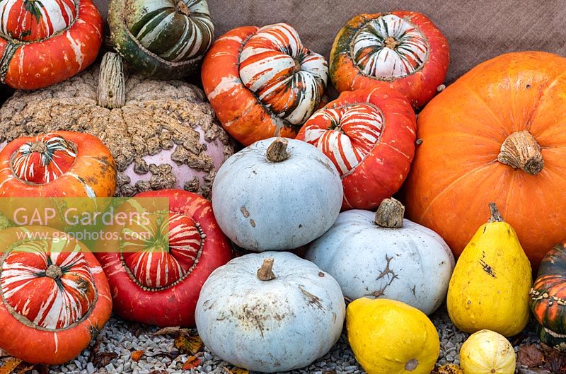 Cucurbita pepo - Pumpkins, gourds and squash on display at RHS Wisley gardens in autumn. 