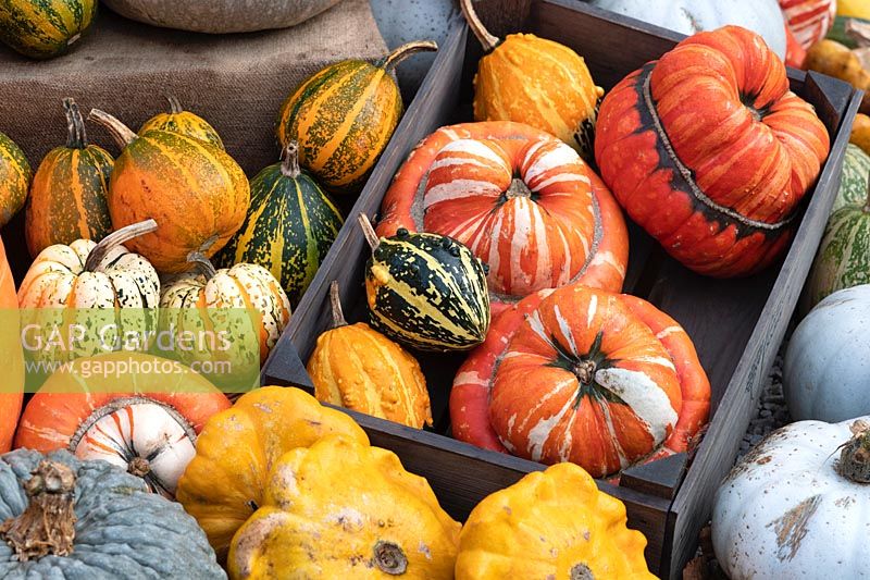 Cucurbita pepo - Pumpkins, gourds and squash on display at RHS Wisley gardens in autumn