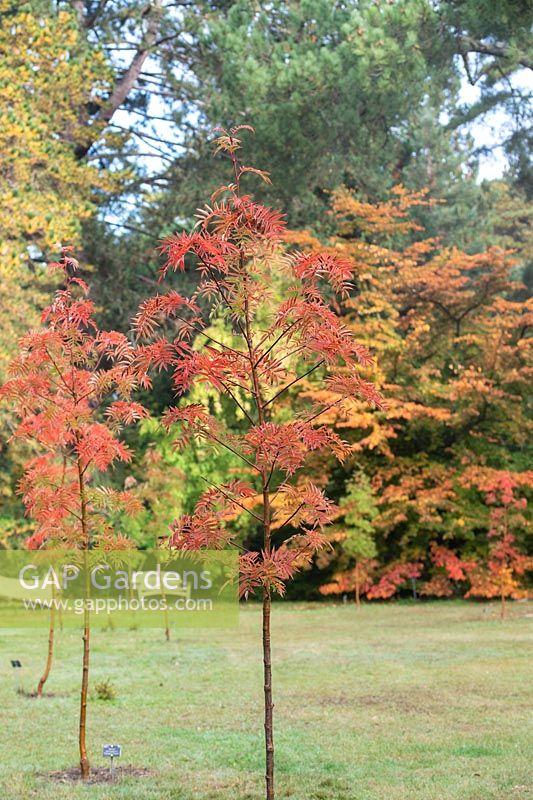 Sorbus ulleungensis 'Olympic Flame' - Ulleung Island rowan 'Olympic Flame' tree foliage in autumn. 