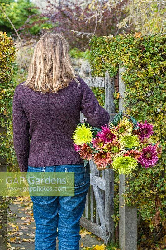 Chrysanthemums Tula Green, Purple, Sharletta, Improved carried by a woman
