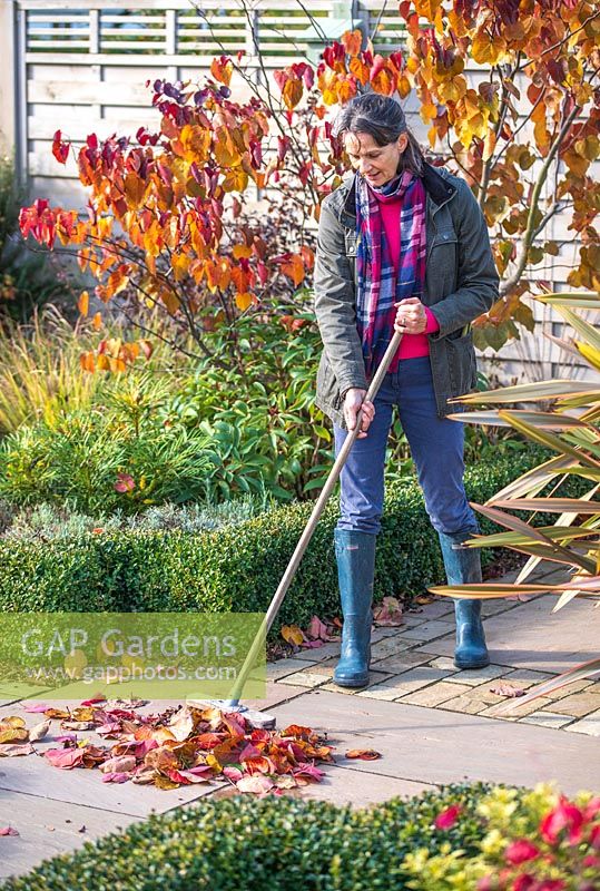 Woman sweeping up fallen foliage of Cercis 'Forest Pansy' on paving