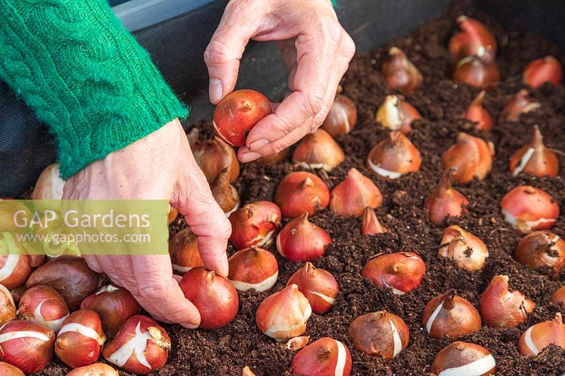 Woman placing Tulip bulbs tightly and up right in container to achieve a full Spring display