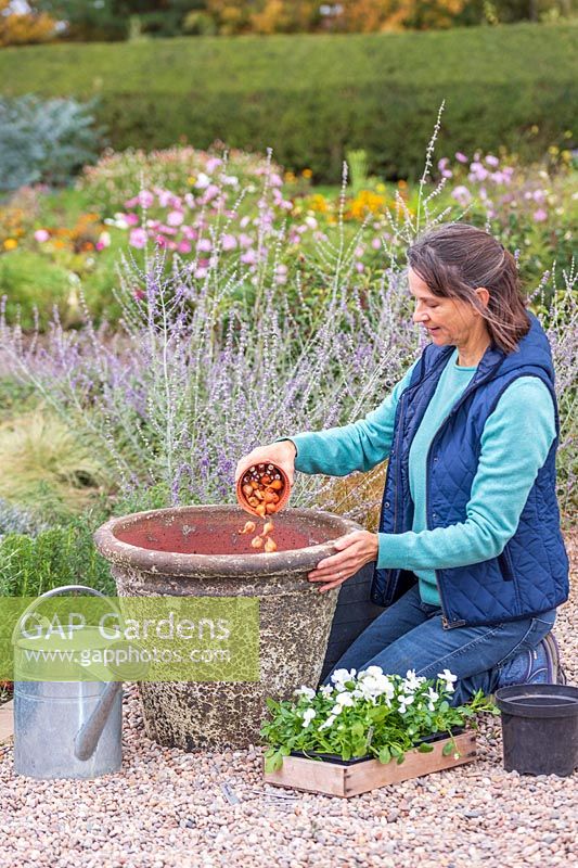 Woman adding a smaller earlier Tulip 'Persian Pearl' to the pot