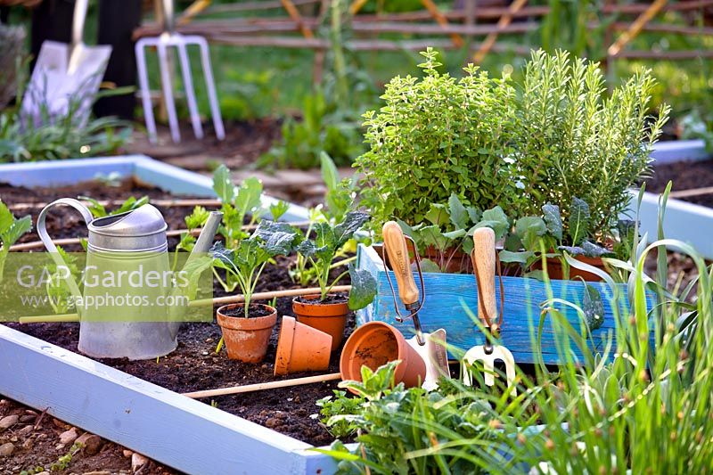 Vegetable and herb plants ready for planting in a raised bed: Kale, Oregano and Rosemary