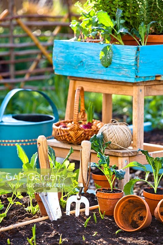 Seedlings, plants in pots and tools around a raised bed