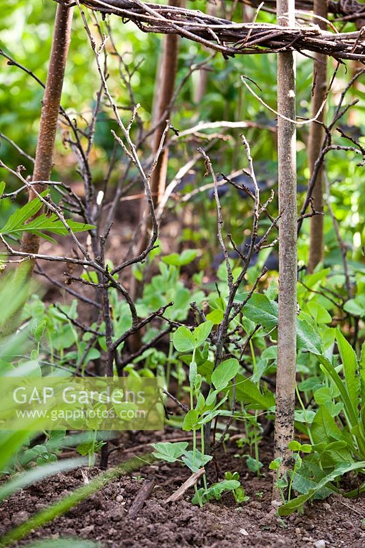 Pisum sativum 'Blauwschokker' - Pea - seedlings growing up plant supports, pea sticks and wigwam