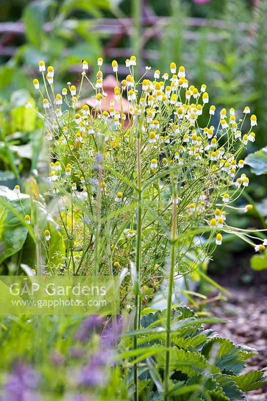 Matricaria recutita - Scented Mayweed or German Chamomile - in a vegetable bed