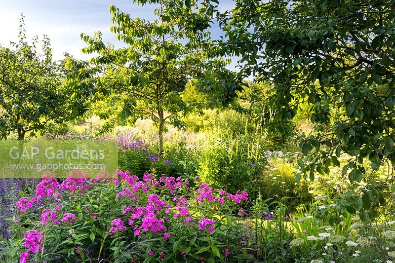 Herbaceous border with pink Phlox, Salvia forsskaolii and Cenopholium denudatum in the orchard area with plum, cherry and greengage.
