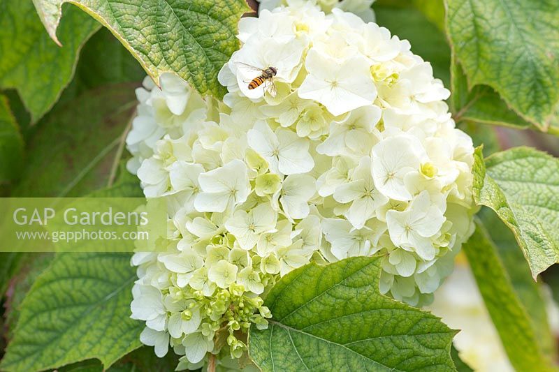 Hydrangea quercifolia 'Snow Drift' with hoverfly