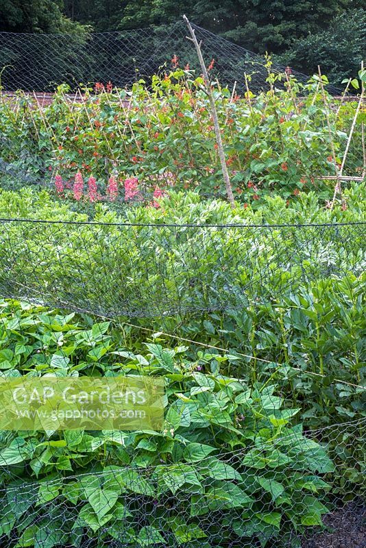 Netted dwarf beans in large walled vegetable garden 