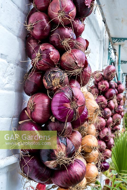 Red onion strings in greenhouse