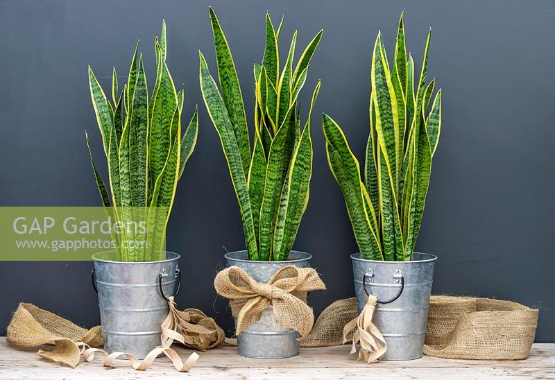 Galvanised metal pots with hessian ribbons planted with Sansevieria trifasciata Laurentii