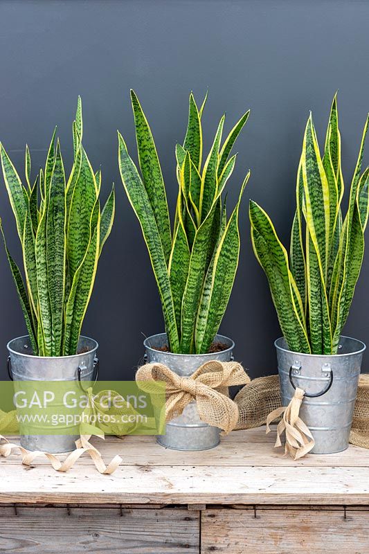 Galvanised metal pots with hessian ribbons planted with Sansevieria trifasciata 'Laurentii' - Snake plant