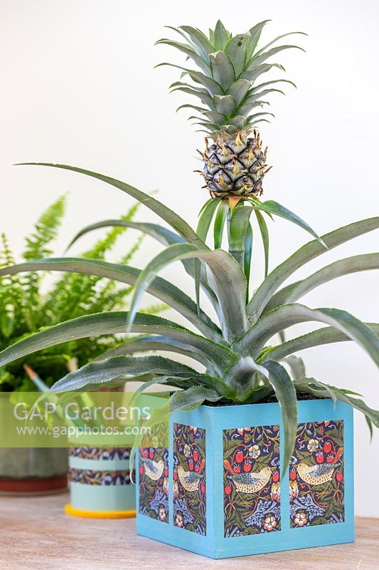 Cardboard box planter decorated with wrapping paper and planted with Ananas nanus - Pineapple on desk with various crafted items
