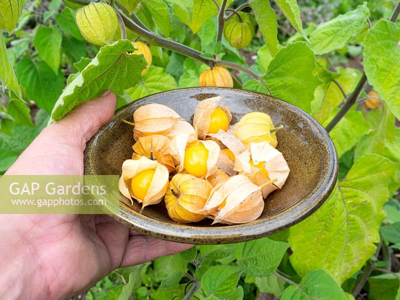 Picked ripe berries of Physalis peruviana - Cape Gooseberry - held in a bowl by growing plant 