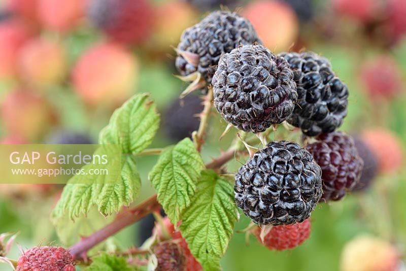 Rubus idaeus 'Black Jewel' - Black Raspberry - ripe and unripe fruit  