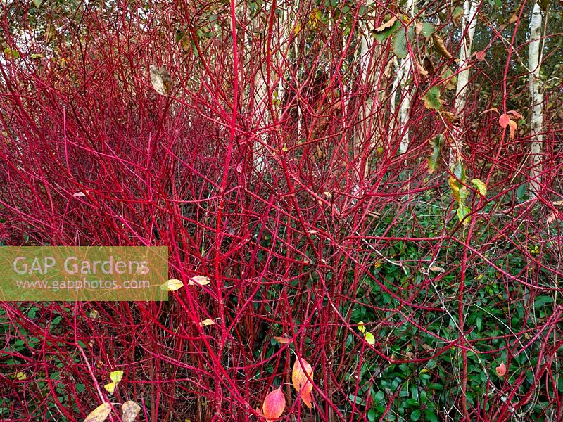 Betula utilis var jacquemontii - Himalayan Birches and Cornus sibirica - Red twig Dogwood